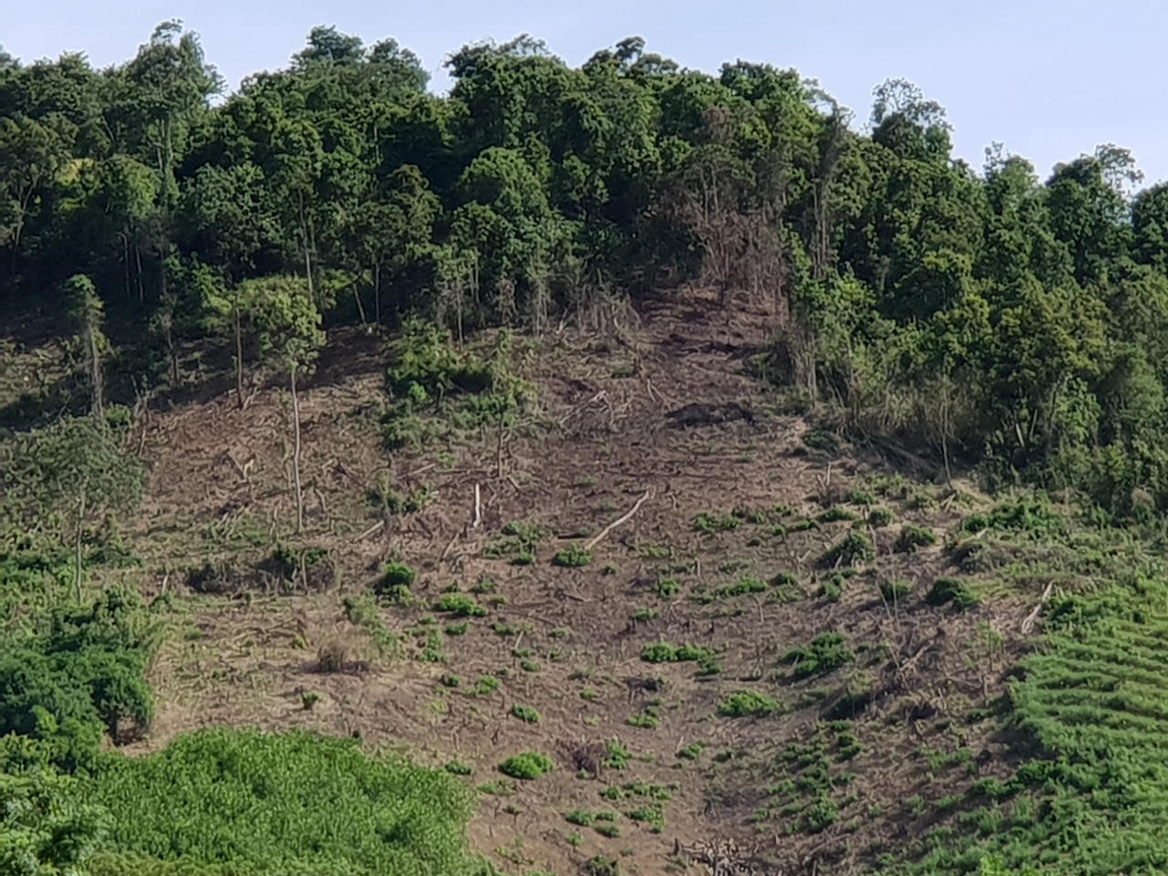 Nghệ An: Nạn phá rừng ở huyện Quỳ Châu đến mức báo động, nhiều cánh rừng tan hoang