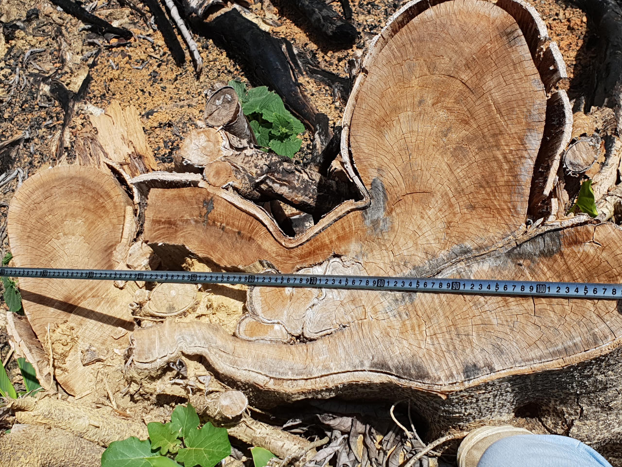 Nghệ An: Nạn phá rừng ở huyện Quỳ Châu đến mức báo động, nhiều cánh rừng tan hoang