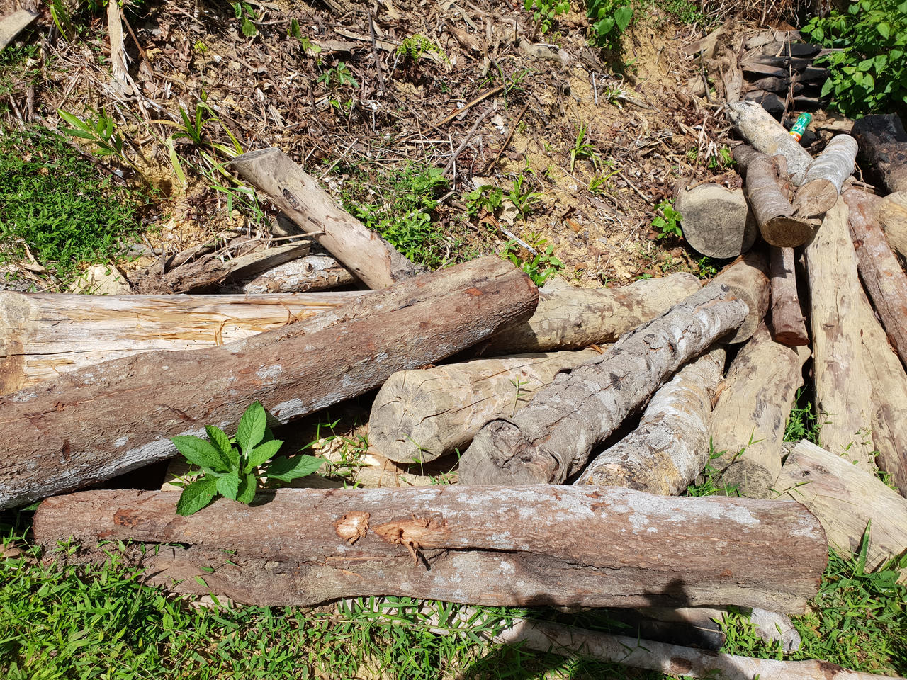 Nghệ An: Nạn phá rừng ở huyện Quỳ Châu đến mức báo động, nhiều cánh rừng tan hoang