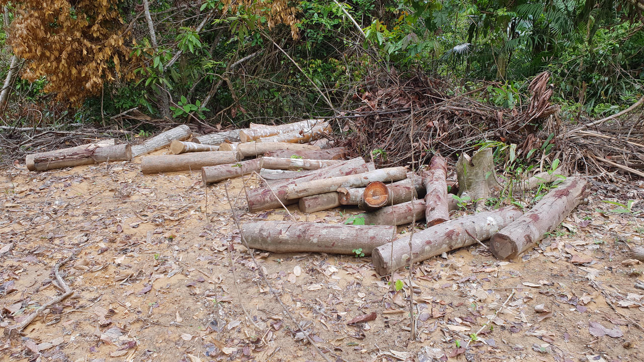 Nghệ An: “Máu rừng” vẫn chảy ở đất Qùy Châu