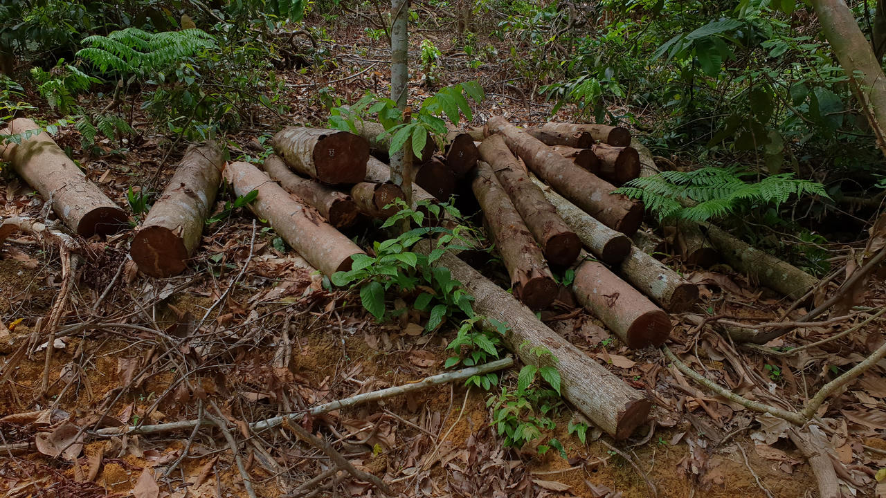 Nghệ An: “Máu rừng” vẫn chảy ở đất Qùy Châu