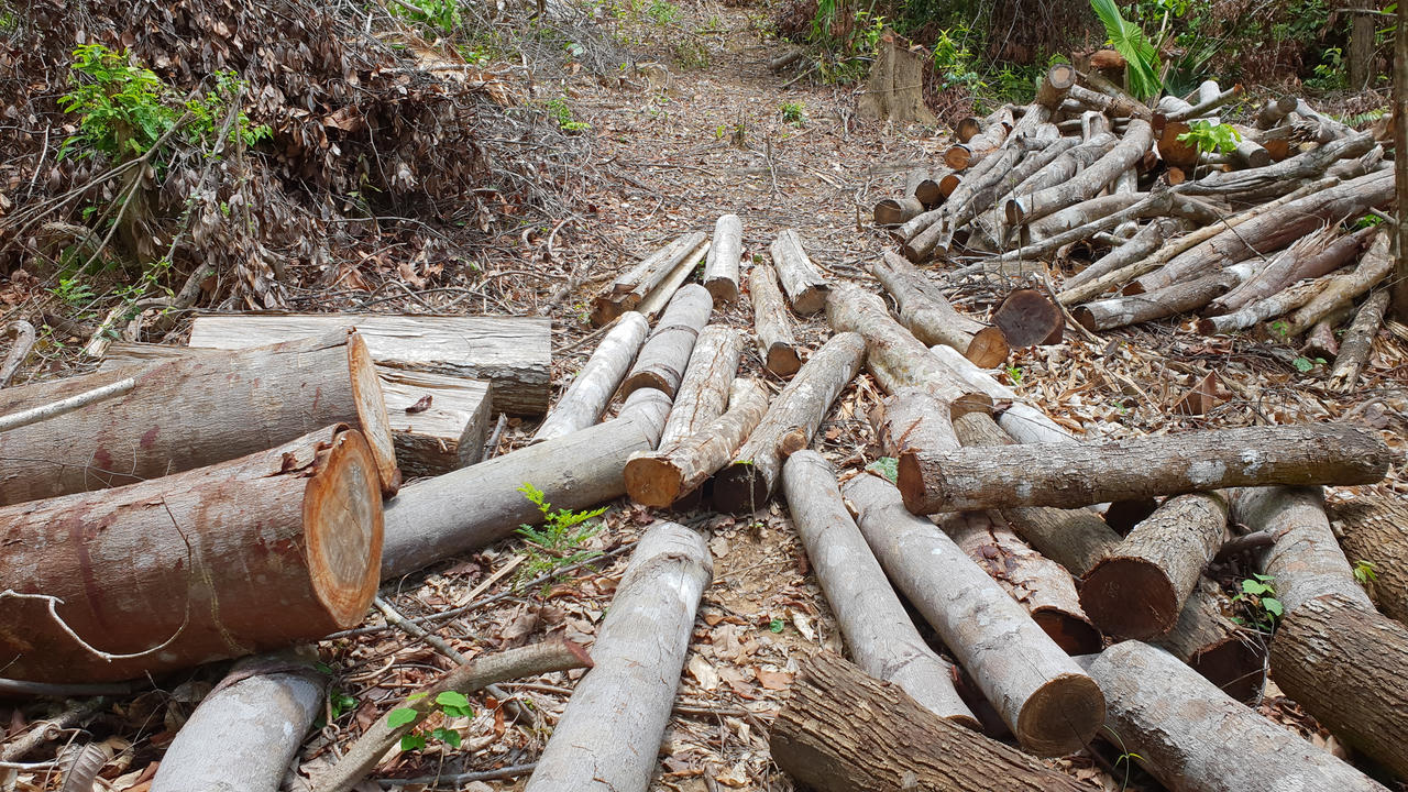 Nghệ An: “Máu rừng” vẫn chảy ở đất Qùy Châu
