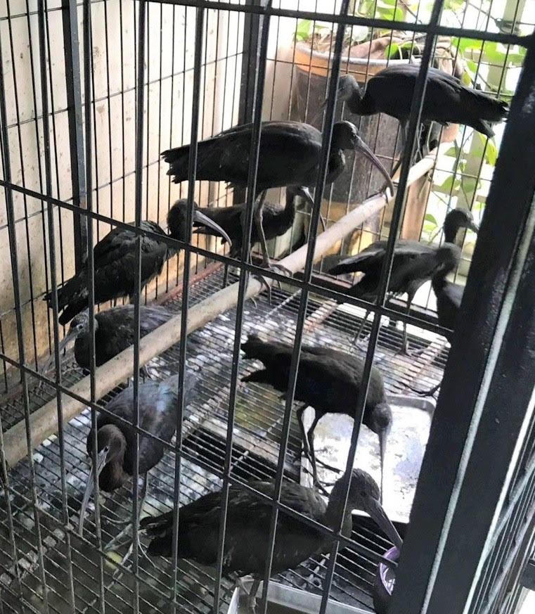 Xâm hại động vật hoang dã - lợi chưa thấy đã lĩnh 11 năm tù