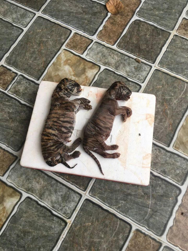 Nhận án tù vì buôn bán động vật hoang dã trên Internet