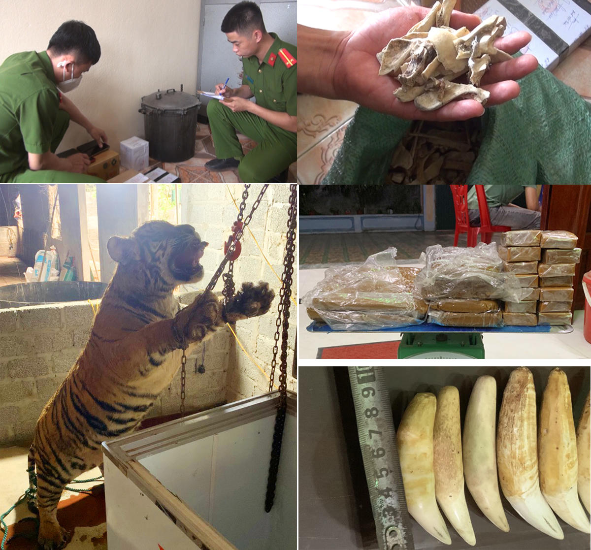 Lĩnh án vì cao hổ 