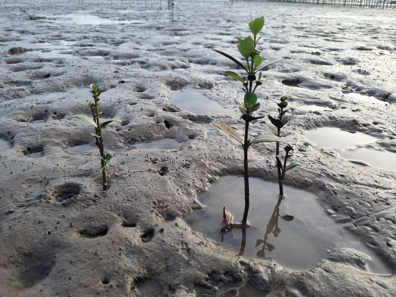 'Đối xử tốt' với rừng ngập mặn để tăng khả năng chống chịu biến đổi khí hậu