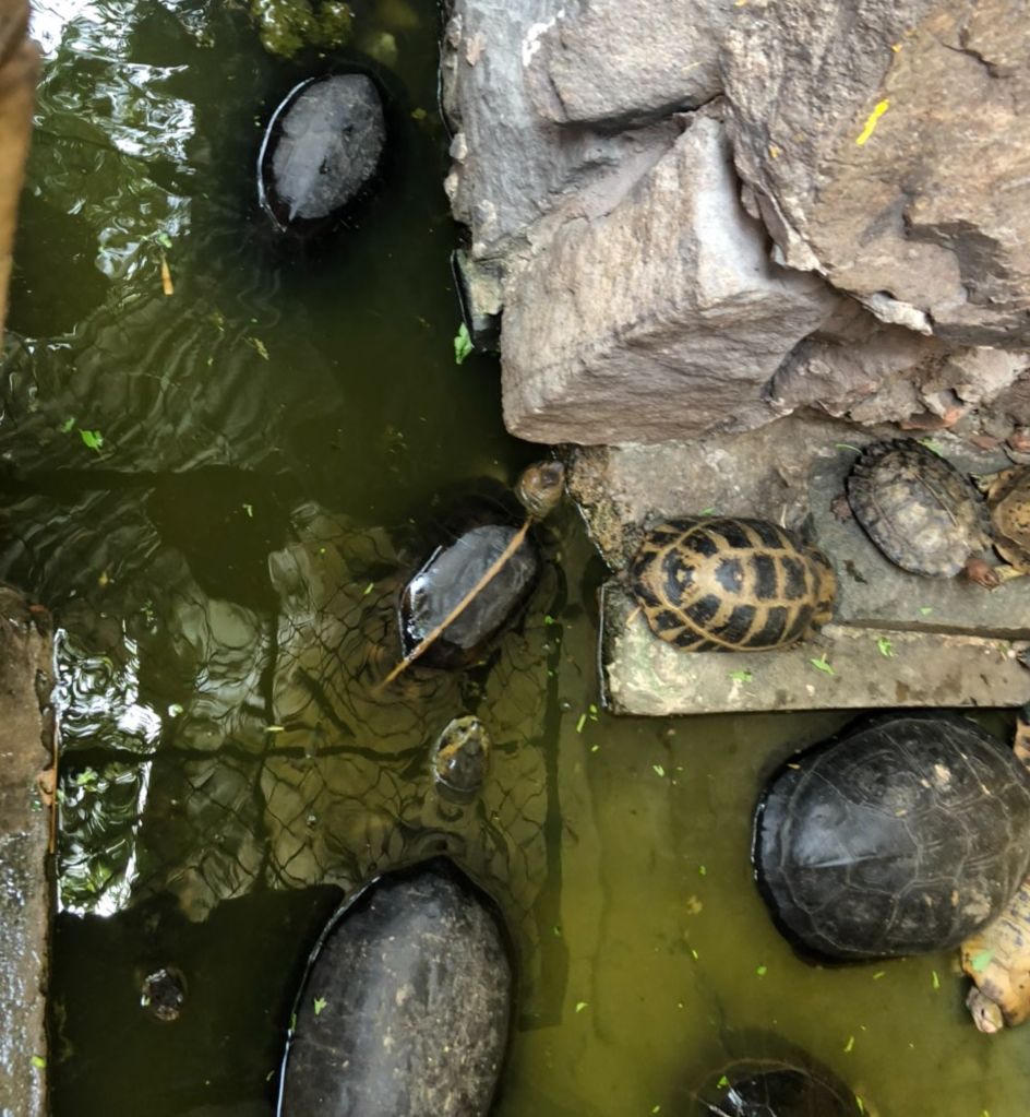 Giải chạy để gây quỹ bảo vệ rùa tại Việt Nam