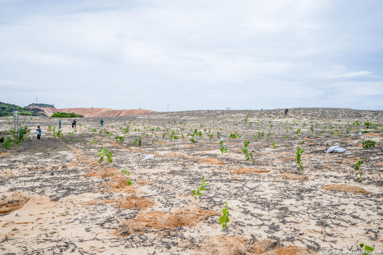 Nỗ lực đẩy lùi hiện tượng sa mạc hóa bằng rừng cây