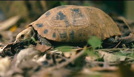 Phóng sinh động vật hoang dã – thiện hay ác?