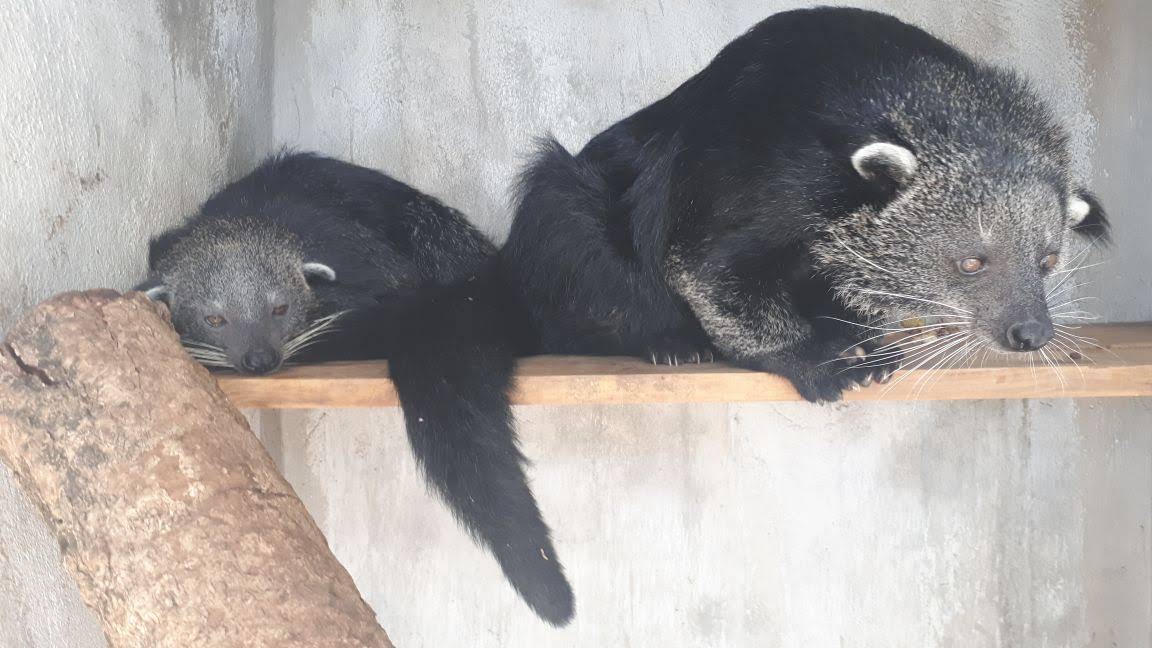 Lời cảnh tỉnh đanh thép với các đối tượng nuôi nhốt, buôn bán động vật hoang dã