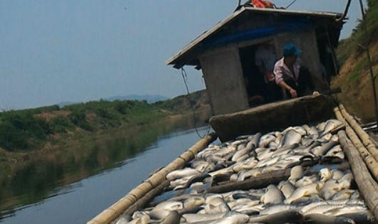 Sông Bưởi bị đầu độc