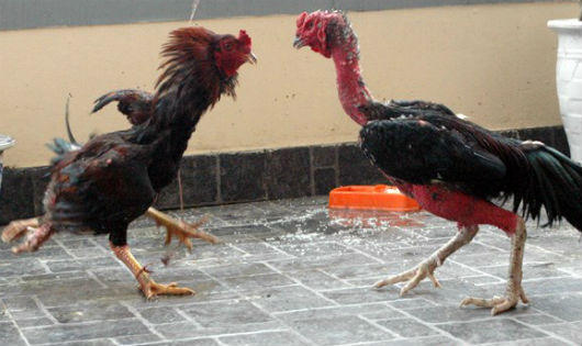 Kỳ lạ gà bốn chân ở Hà Nội
