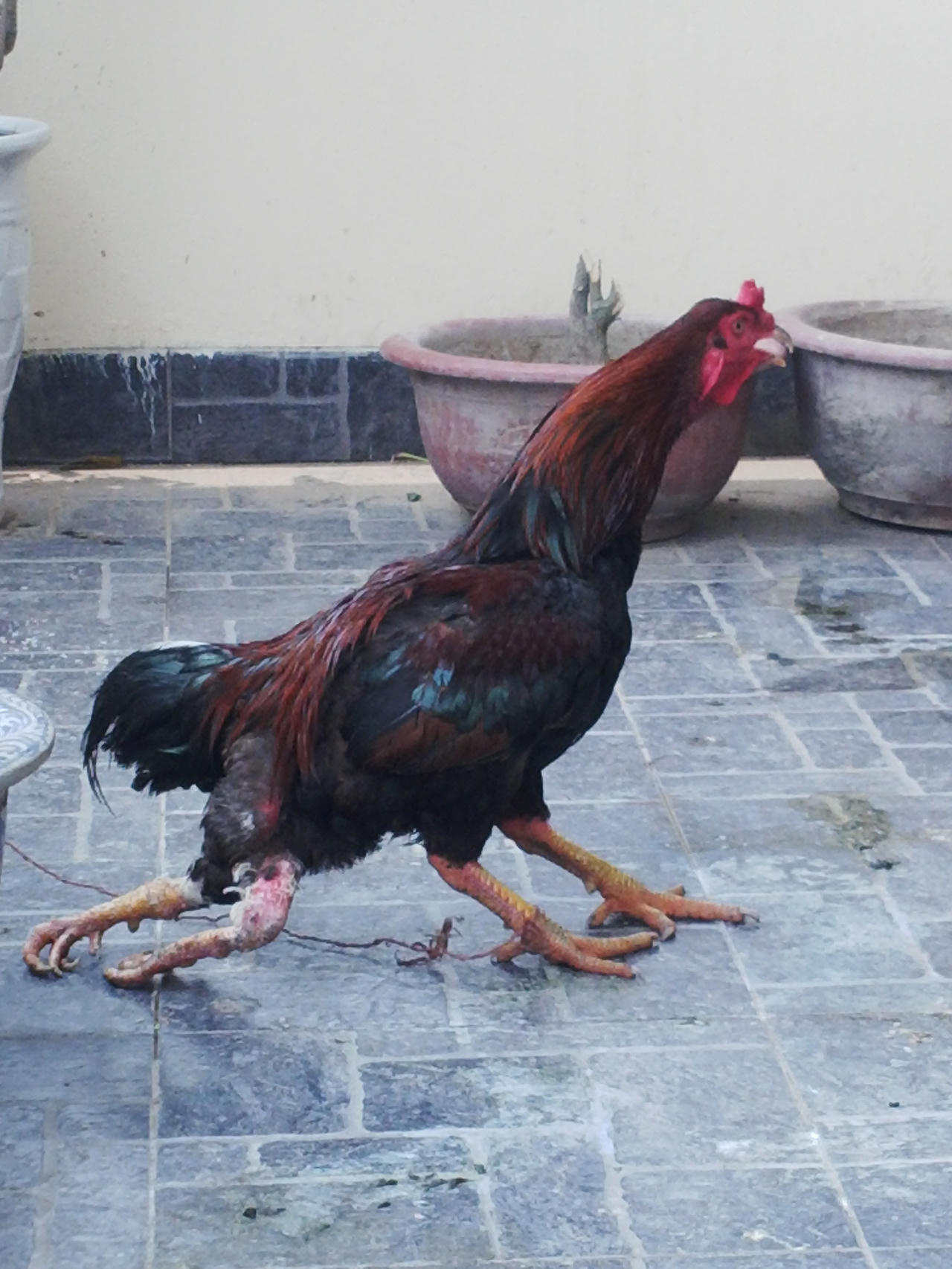 Kỳ lạ gà bốn chân ở Hà Nội