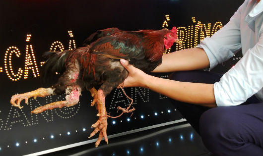 Kỳ lạ gà bốn chân ở Hà Nội