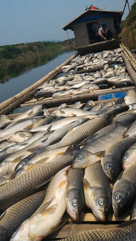 Đầu độc sông Bưởi làm chết cá, DN bồi thường hộ nuôi 1,4 tỷ 