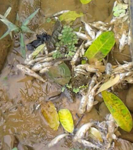 Cá chết bất thường ở Cao Phong do chất thải công ty khoáng sản