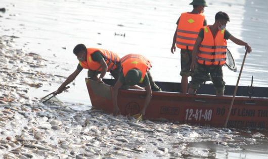 Yêu cầu sớm xác định nguyên nhân cá chết ở Hồ Tây