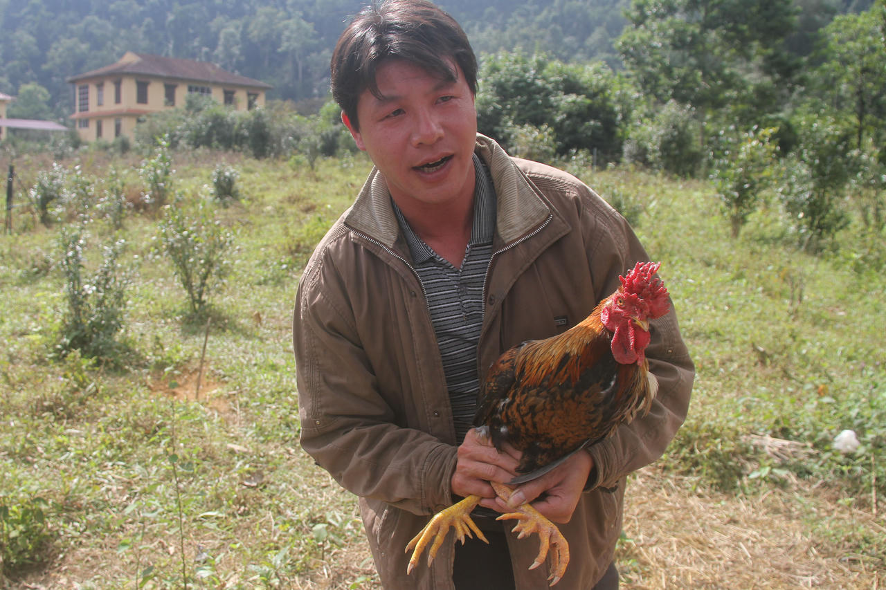 Đi săn “gà chín cựa” truyền thuyết trên đất Tổ