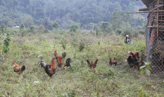 Đi săn “gà chín cựa” truyền thuyết trên đất Tổ