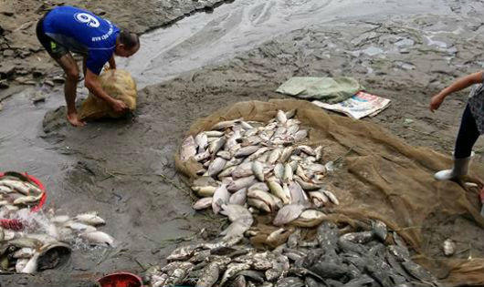 Khu công nghiệp Tằng Loỏng Lào Cai đầu độc nguồn nước, gần 7 tấn cá chết trắng ao