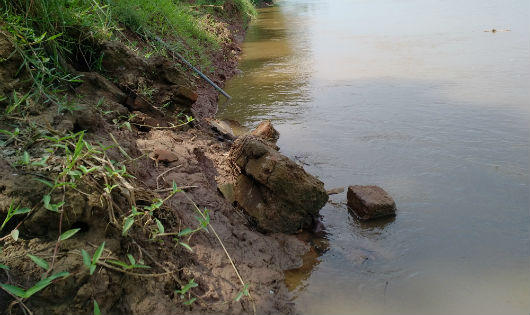 Sông Thao sạt lở bờ gây nguy hại đến nhà dân ở Phú Thọ