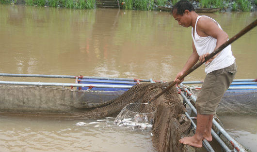 150 tấn cá chết bất thường trên sông Đà