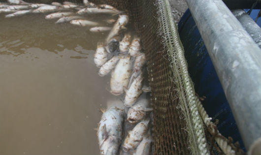 150 tấn cá chết bất thường trên sông Đà