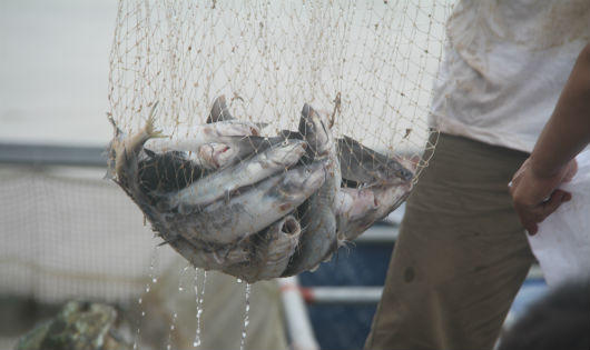 150 tấn cá chết bất thường trên sông Đà