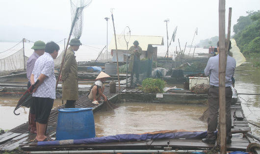 150 tấn cá chết bất thường trên sông Đà