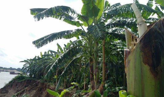 Cần làm rõ vụ hơn 2 nghìn cây chuối bị chém ở Phú Thọ