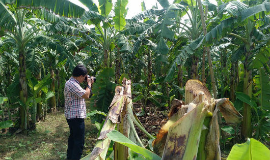 Cần làm rõ vụ hơn 2 nghìn cây chuối bị chém ở Phú Thọ