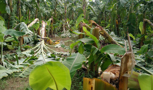 Cần làm rõ vụ hơn 2 nghìn cây chuối bị chém ở Phú Thọ