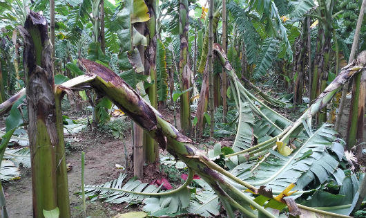 Phú Thọ: kẻ chặt phá gần 2.000 cây chuối vẫn nhởn nhơ ngoài vòng pháp luật