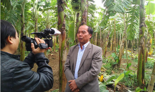 Phú Thọ: kẻ chặt phá gần 2.000 cây chuối vẫn nhởn nhơ ngoài vòng pháp luật