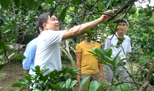 Mô hình cây ăn quả ở Phú Thọ giúp nông dân thoát nghèo bền vững