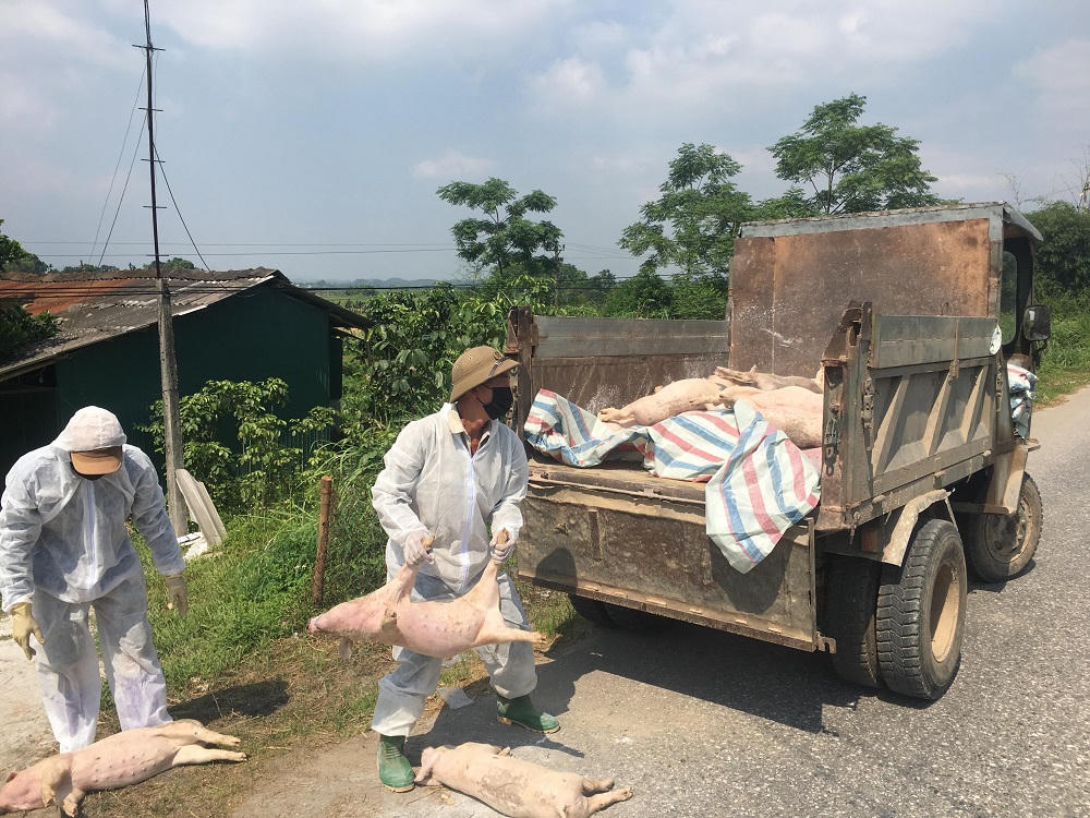 Chung tay vào cuộc chống dịch tả lợn châu Phi