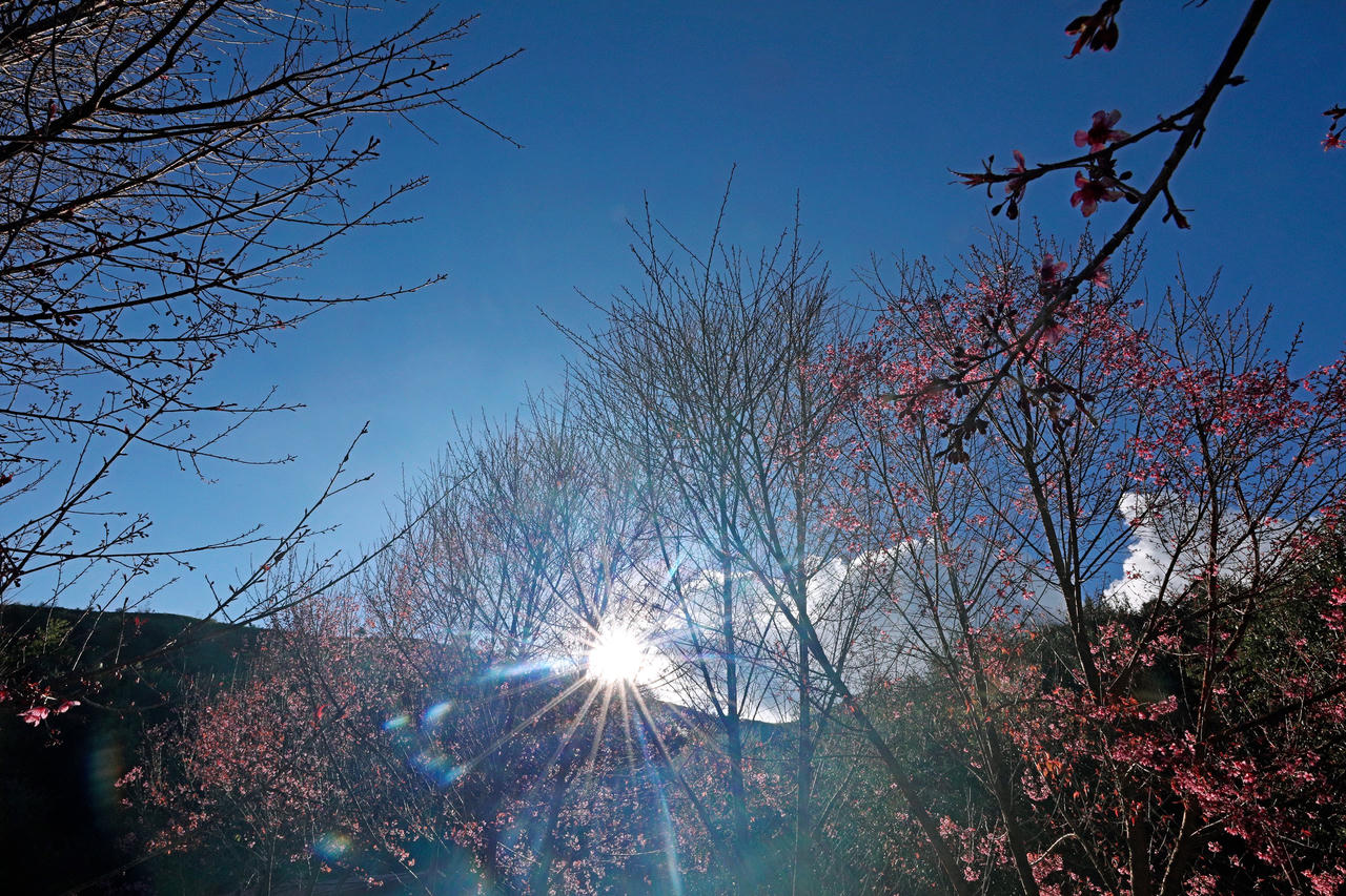 Rộn rã sắc hoa Tớ dày miền sơn cước Mù Cang Chải