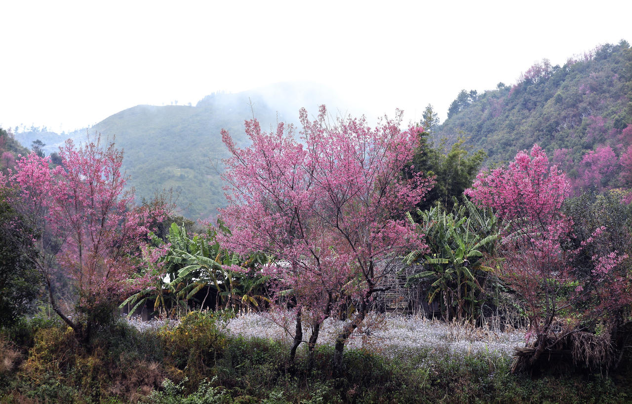 Rộn rã sắc hoa Tớ dày miền sơn cước Mù Cang Chải