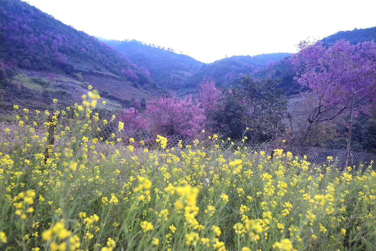 Rộn rã sắc hoa Tớ dày miền sơn cước Mù Cang Chải