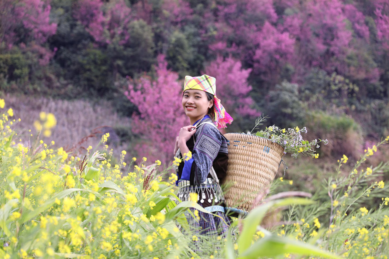 Rộn rã sắc hoa Tớ dày miền sơn cước Mù Cang Chải