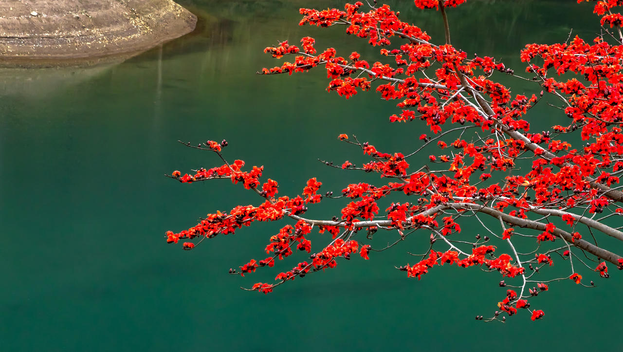 Sắc hoa tháng 3 trên cao nguyên đá