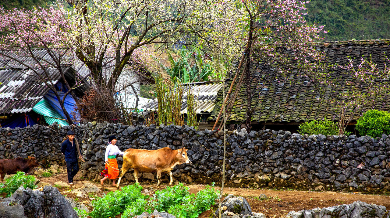 Sắc hoa tháng 3 trên cao nguyên đá