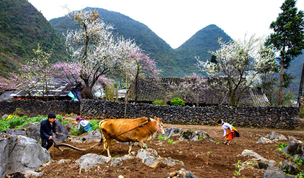Sắc hoa tháng 3 trên cao nguyên đá