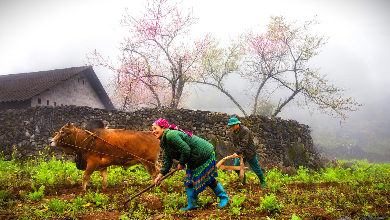 Sắc hoa tháng 3 trên cao nguyên đá