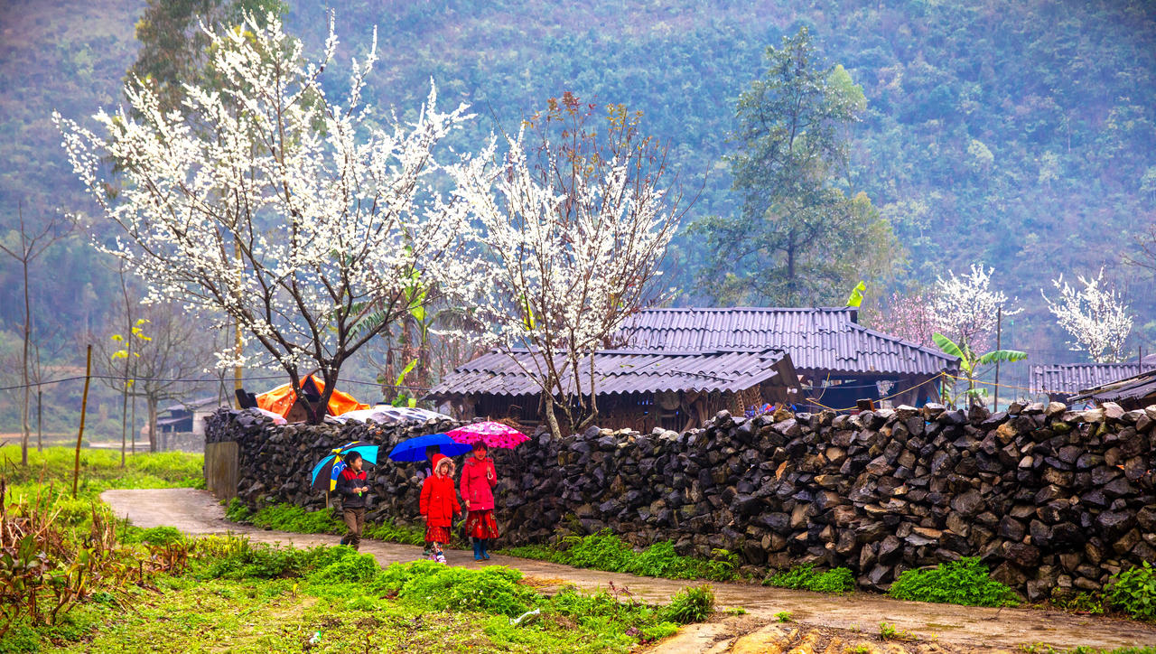 Sắc hoa tháng 3 trên cao nguyên đá