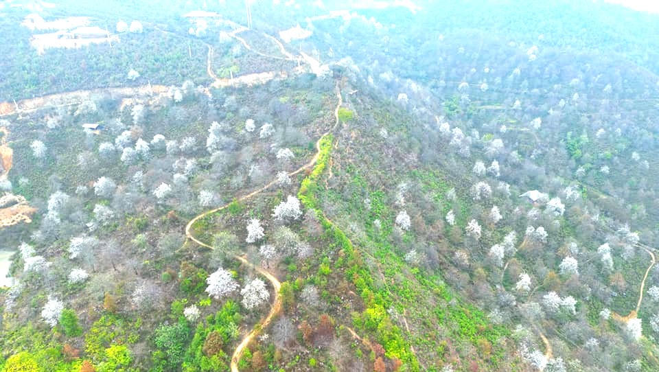 Lần đầu tiên tổ chức lễ hội hoa Sơn Tra