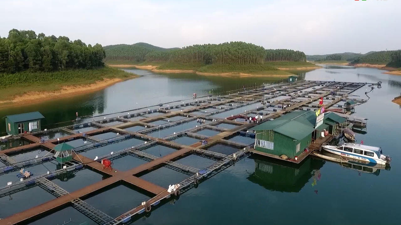 Phạt 1 Hợp tác xã nuôi cá lồng ở Yên Bái 320 triệu đồng