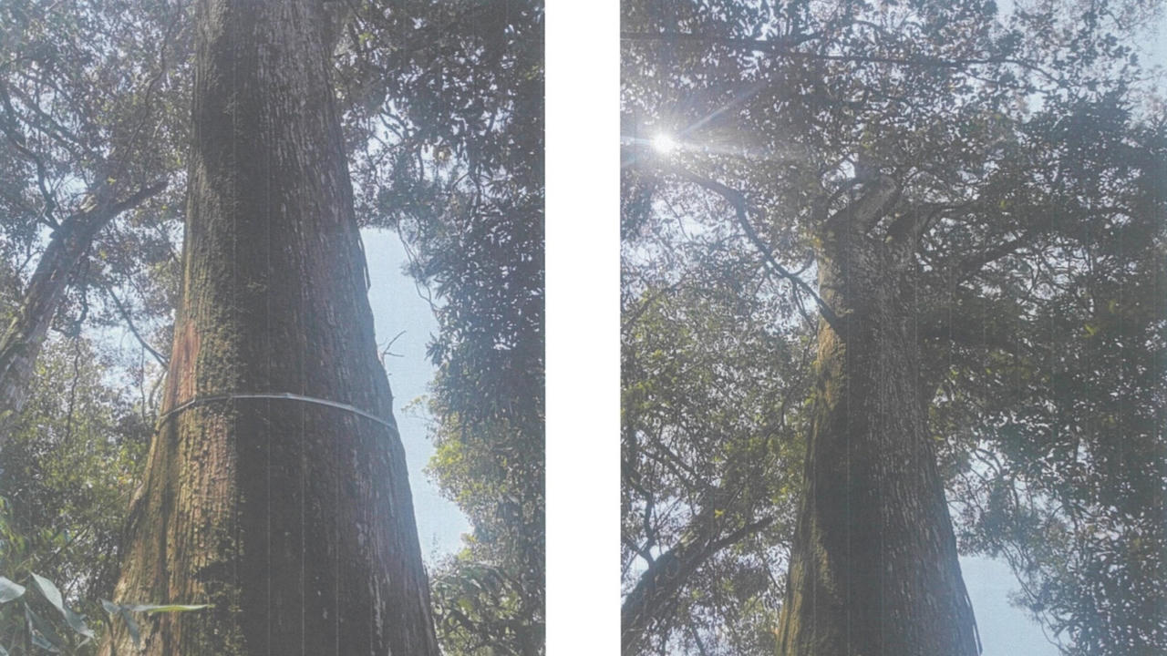 2 cây cổ thụ hơn 700 tuổi ở Mù Cang Chải được cắm biển di sản