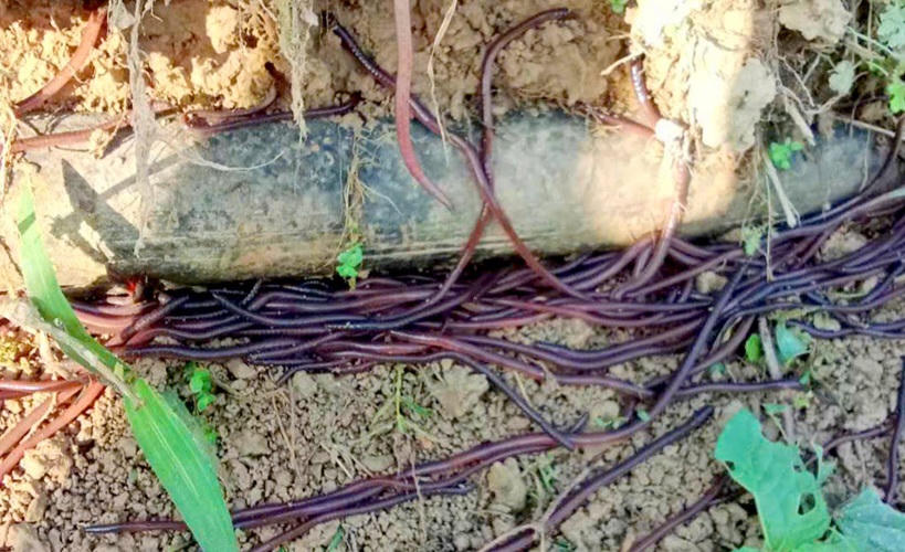 Xác định nguyên nhân khiến giun chui lên mặt đất tại Tuyên Quang