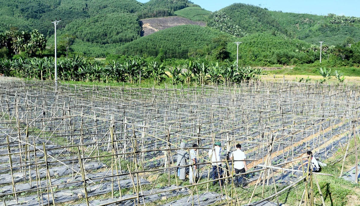 Xác định nguyên nhân khiến giun chui lên mặt đất tại Tuyên Quang
